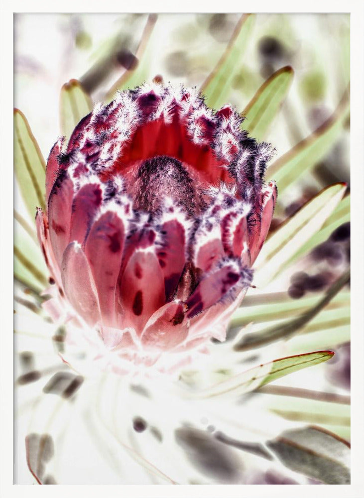 Wild Protea Poster