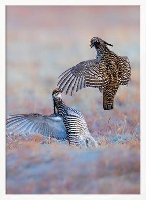 Greater Prairie Chicken-Morning Talking Poster