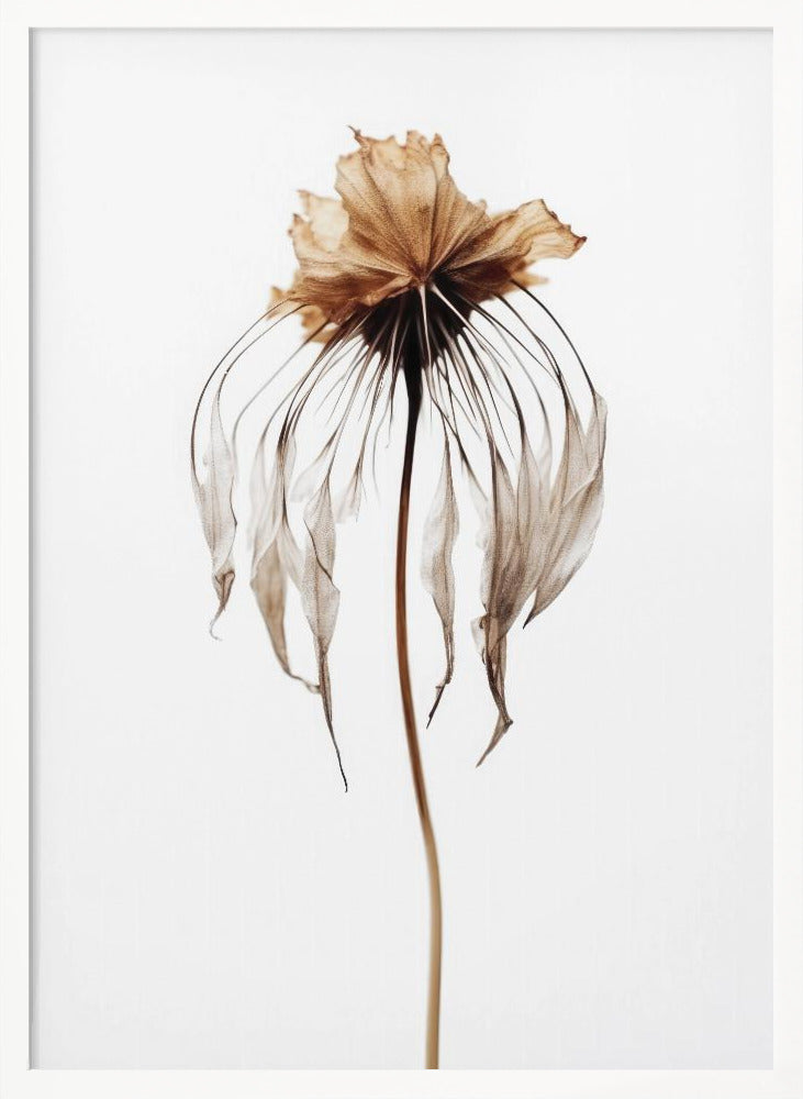 Dry Jelly Fish Flower Poster