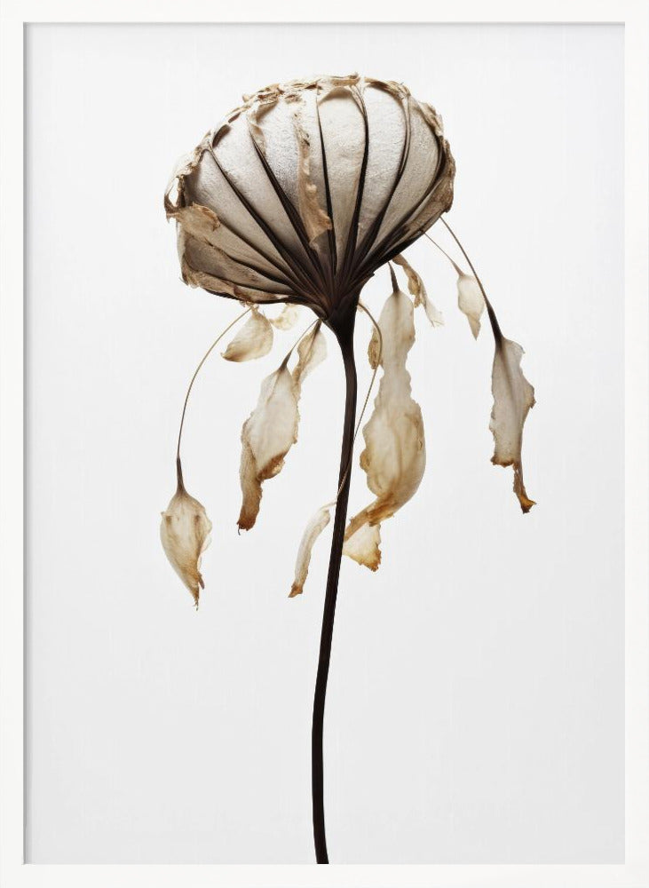 Dry Sea Shell Flower Poster