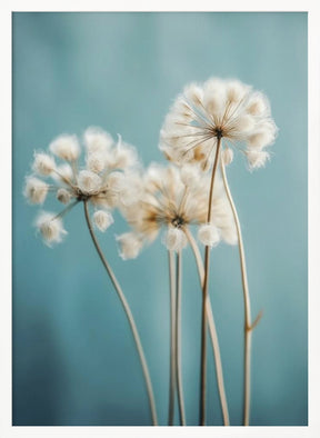 Fluffy Flowers Poster