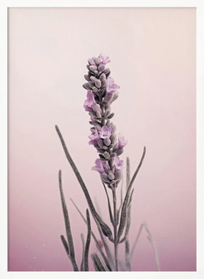 Pastel Lavender Poster