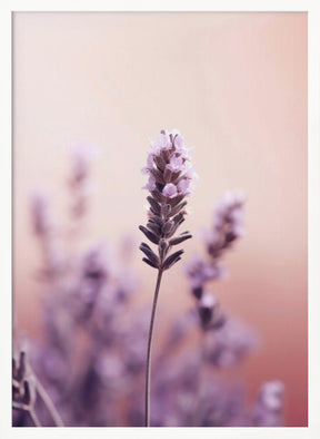 Lavender Detail Poster