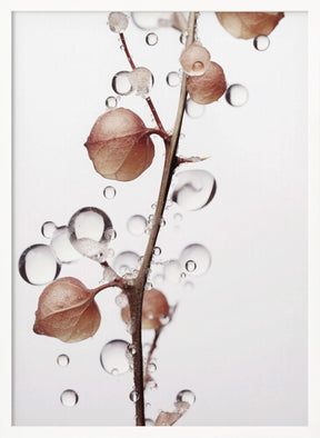 Drops On Leaf Poster