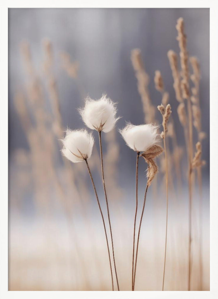 Cotton Flowers Poster