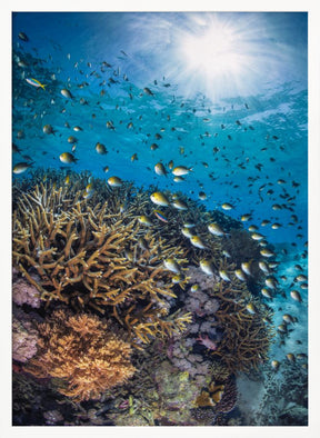 The damselfish against the light Poster