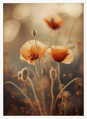 Poppy In Morning Sun Poster