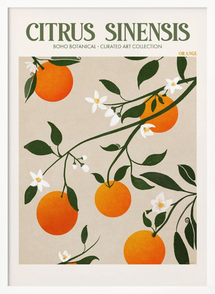 Citrus Sinensis - Orange Poster