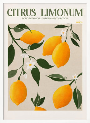 Citrus Limonum - Lemon Poster