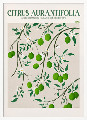 Citrus Aurantifolia - Lime Poster