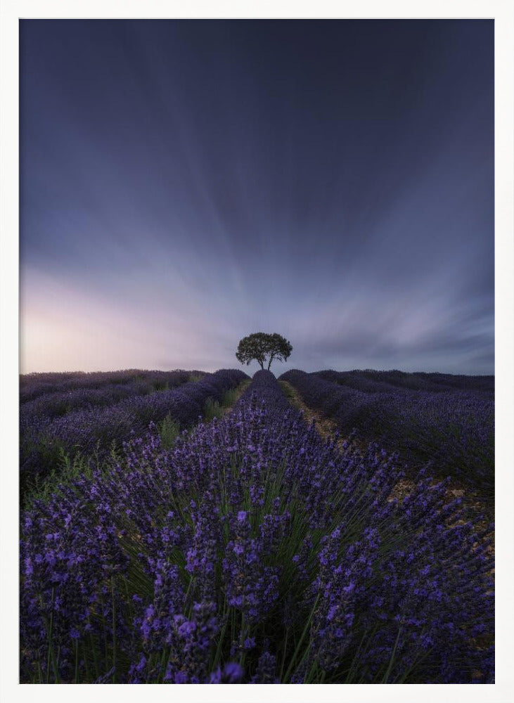 The tree and the lavender Poster