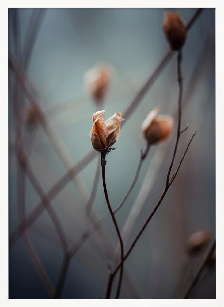 Awakening Beauty Poster