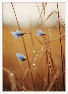 Blue Corn Flowers Poster