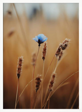 Blue Corn Flower Poster