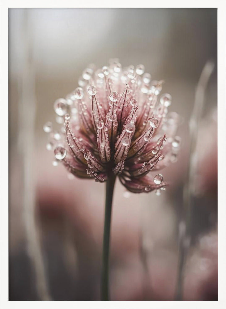 Pastel Nature Macro No 4 Poster