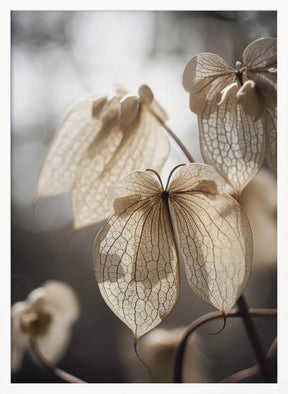 Butterfly Flower Poster