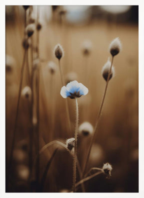 Blue Corn Flowers No 4 Poster