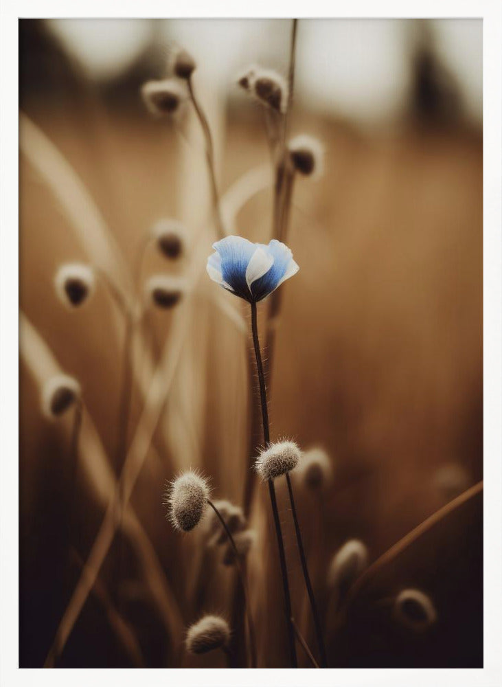 Blue Corn Flowers No 3 Poster