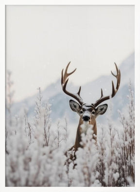 Curious Deer Poster