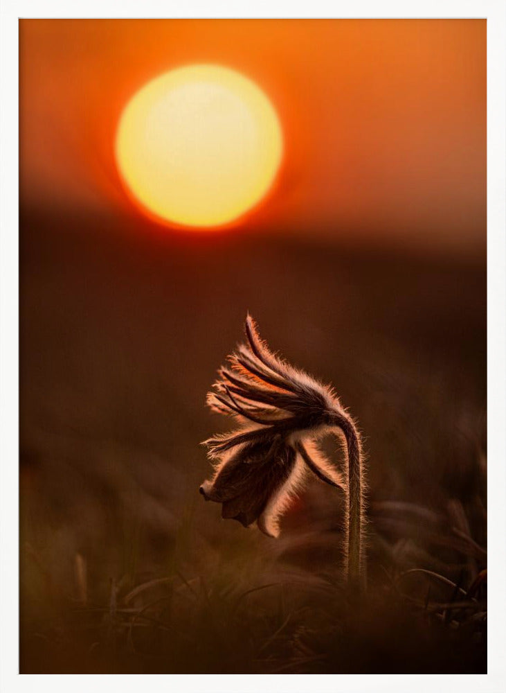 Pulsatilla nigricans Poster