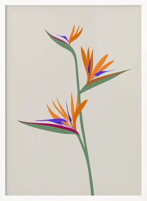 Bird of paradise Poster