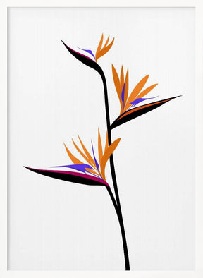 Bird of paradise in black Poster