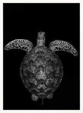 Green turtle on black and white Poster