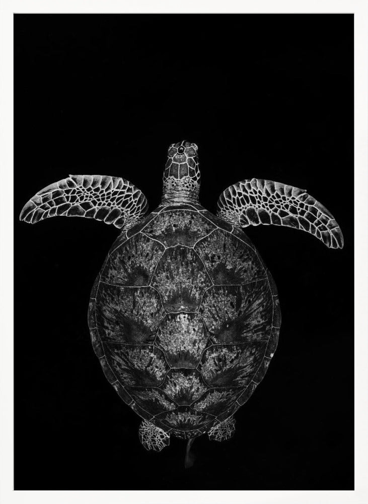 Green turtle on black and white Poster