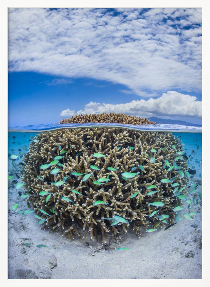 Coral Ball from Mayotte Poster