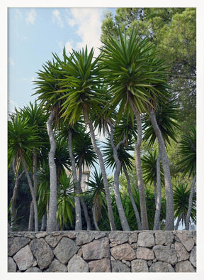 Palm trees on Ibiza Poster