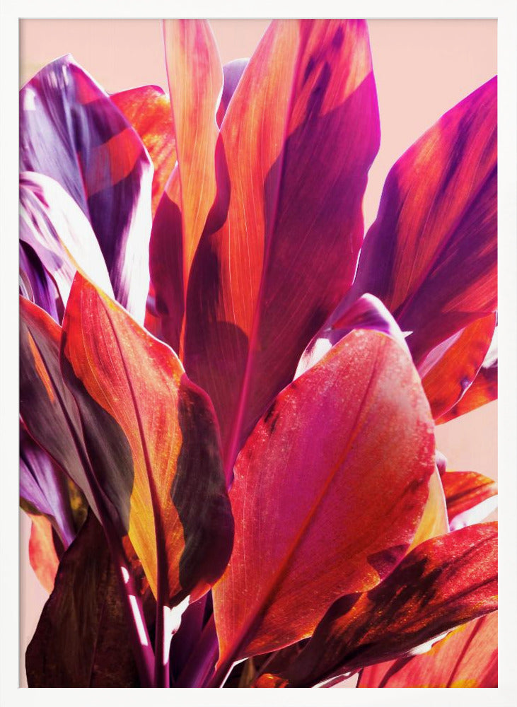 Fuchsia Leaves I Poster