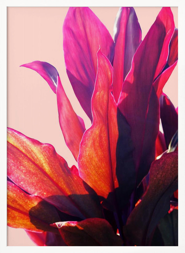 Fuchsia Leaves II Poster