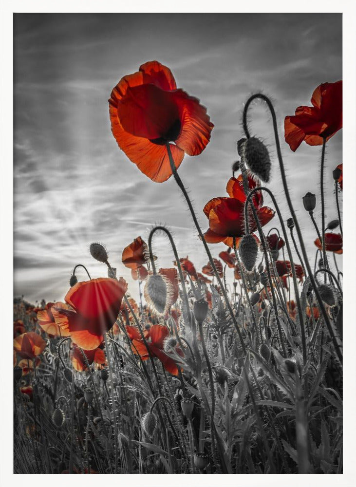 Fascinating poppies | colorkey Poster