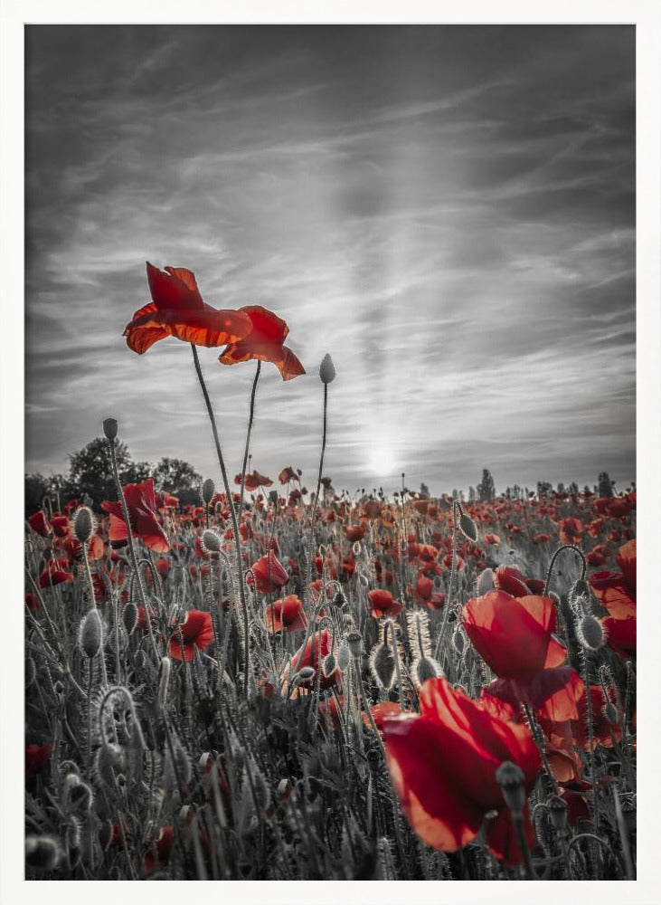 Poppies in sunset | colorkey Poster