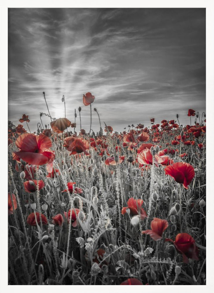 Gorgeous sunset in a poppy field | colorkey Poster