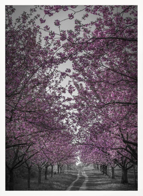 Amazing cherry blossom alley in pink Poster