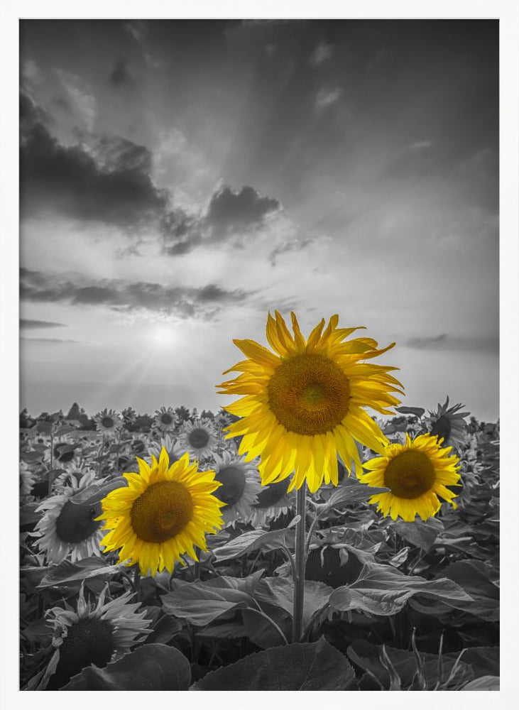 Yellow pop sunflowers Poster