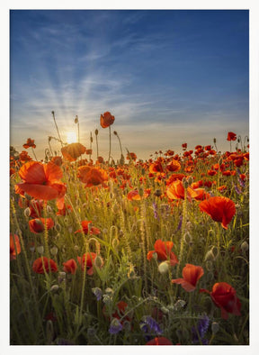 Gorgeous sunset in a poppy field Poster