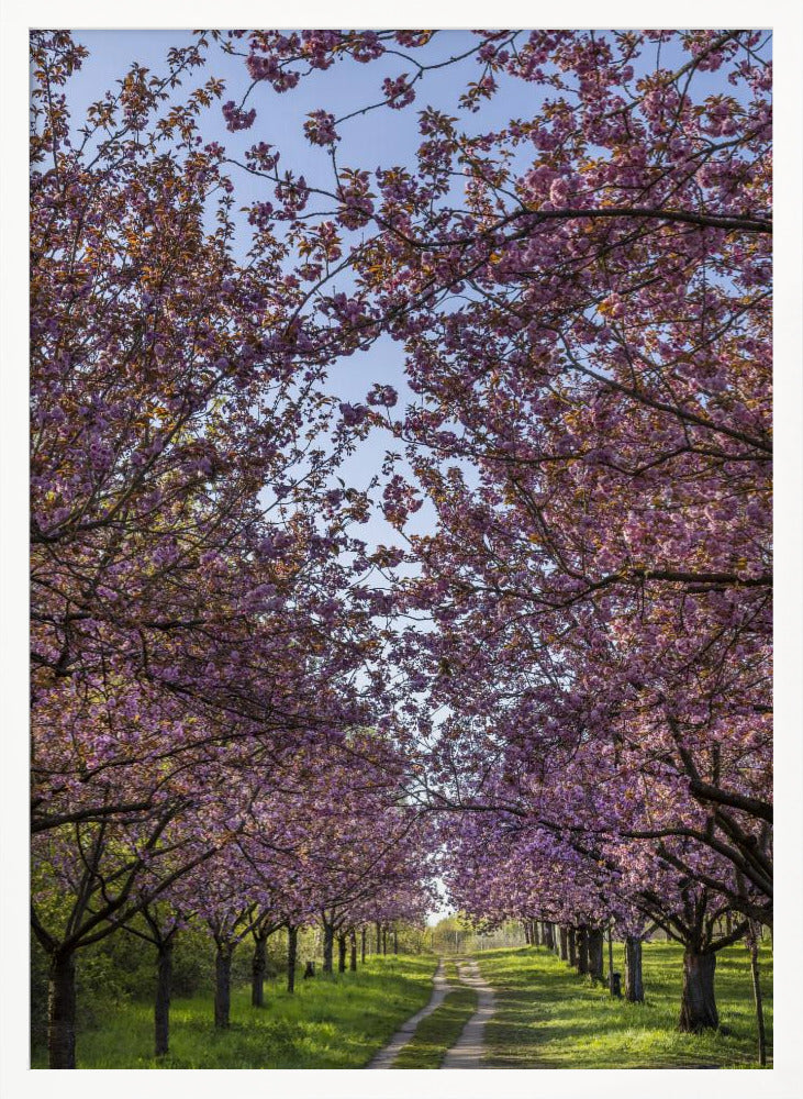 Idyllic cherry blossom trail Poster