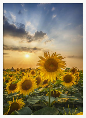 Sunset with beautiful sunflowers Poster