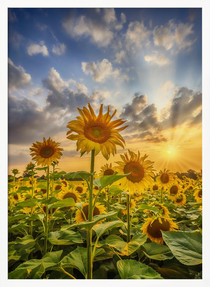 Sunflower field at sunset Poster