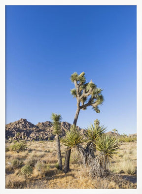 Idyllic Joshua Tree National Park Poster