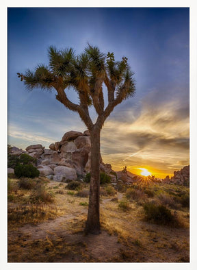 Charming sunset at Joshua Tree National Park Poster