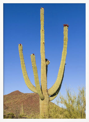 SAGUARO NATIONAL PARK Giant Saguaro Poster