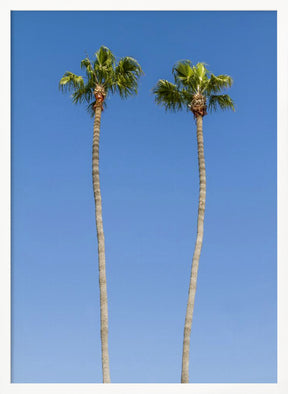 Idyllic Palm trees Poster