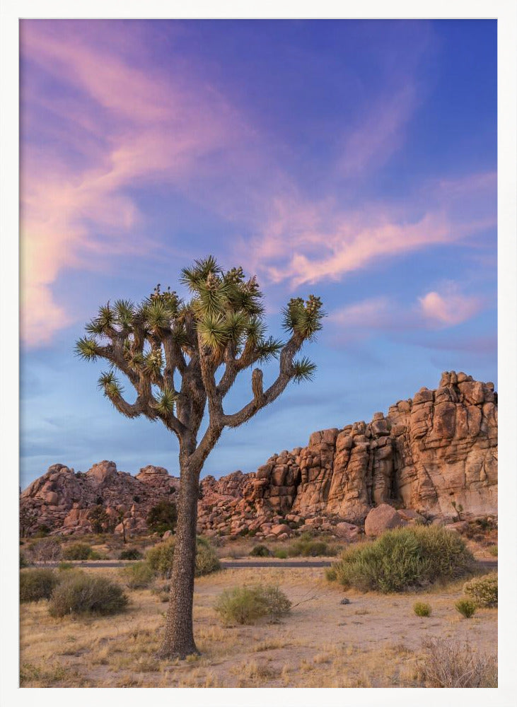 Joshua Tree Evening Atmosphere Poster