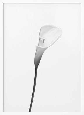 Calla | bright design Poster