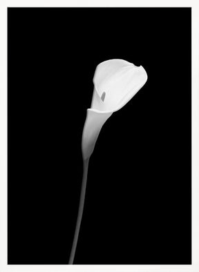 Calla | dark design Poster