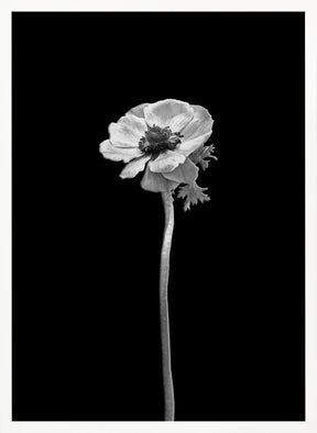 Anemone coronaria | dark design Poster