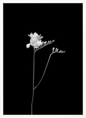 Freesia | dark design Poster